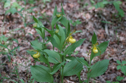 greater yellow ladyslipper