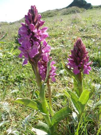 dactylorhiza_incarnata2.jpg